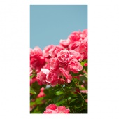 Цветы, растения - 01182